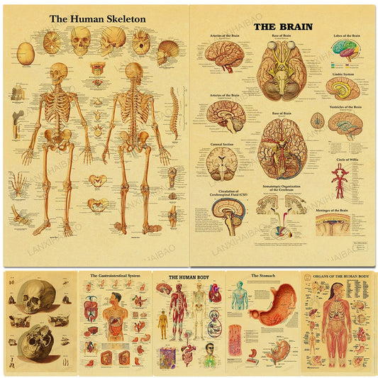 The Body Structure Skeleton Nervous System Vintage Poster Decoracion Painting Wall Art Kraft Paper Wall Stickers